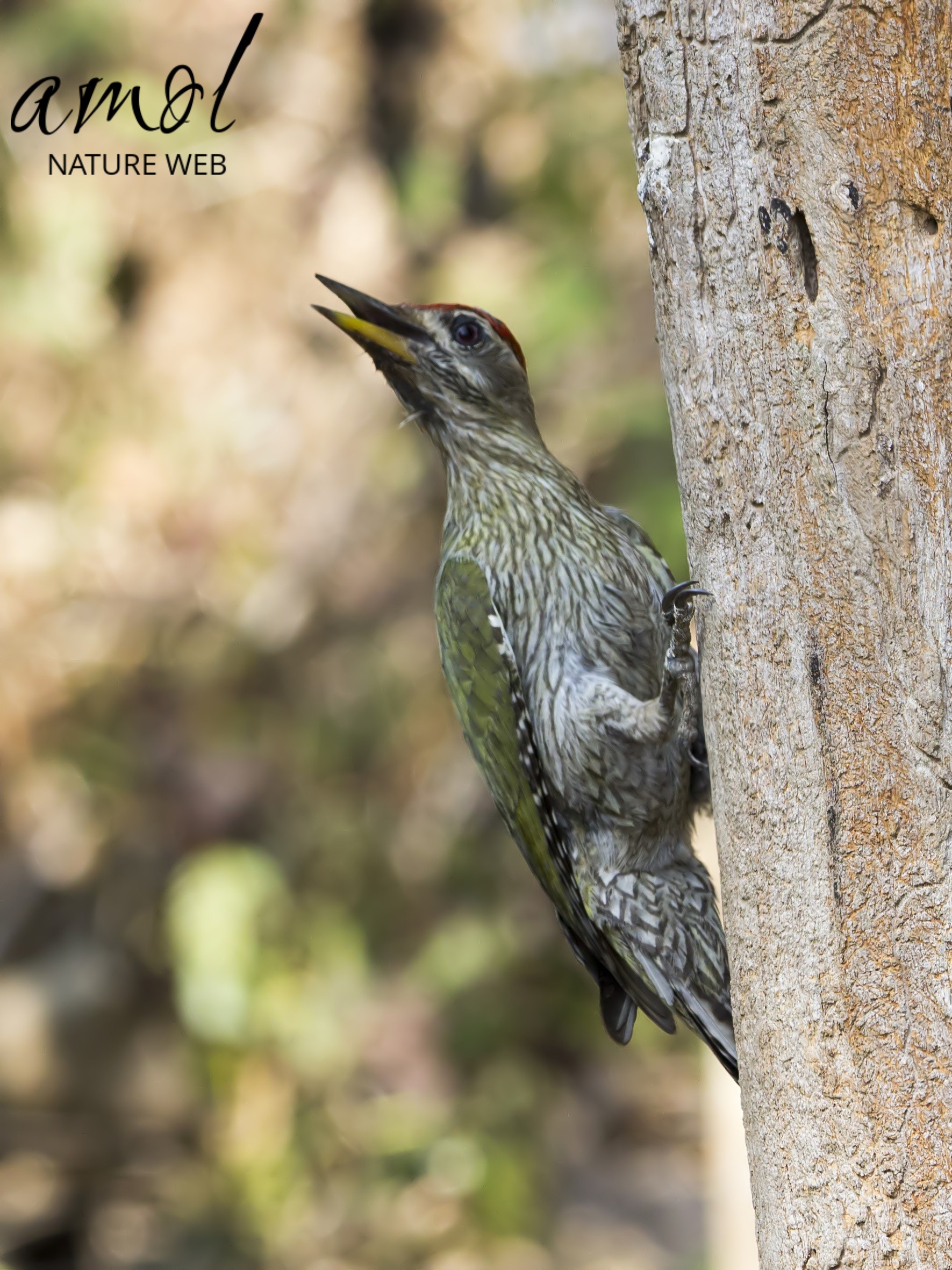 Streak-throated Woodpecker